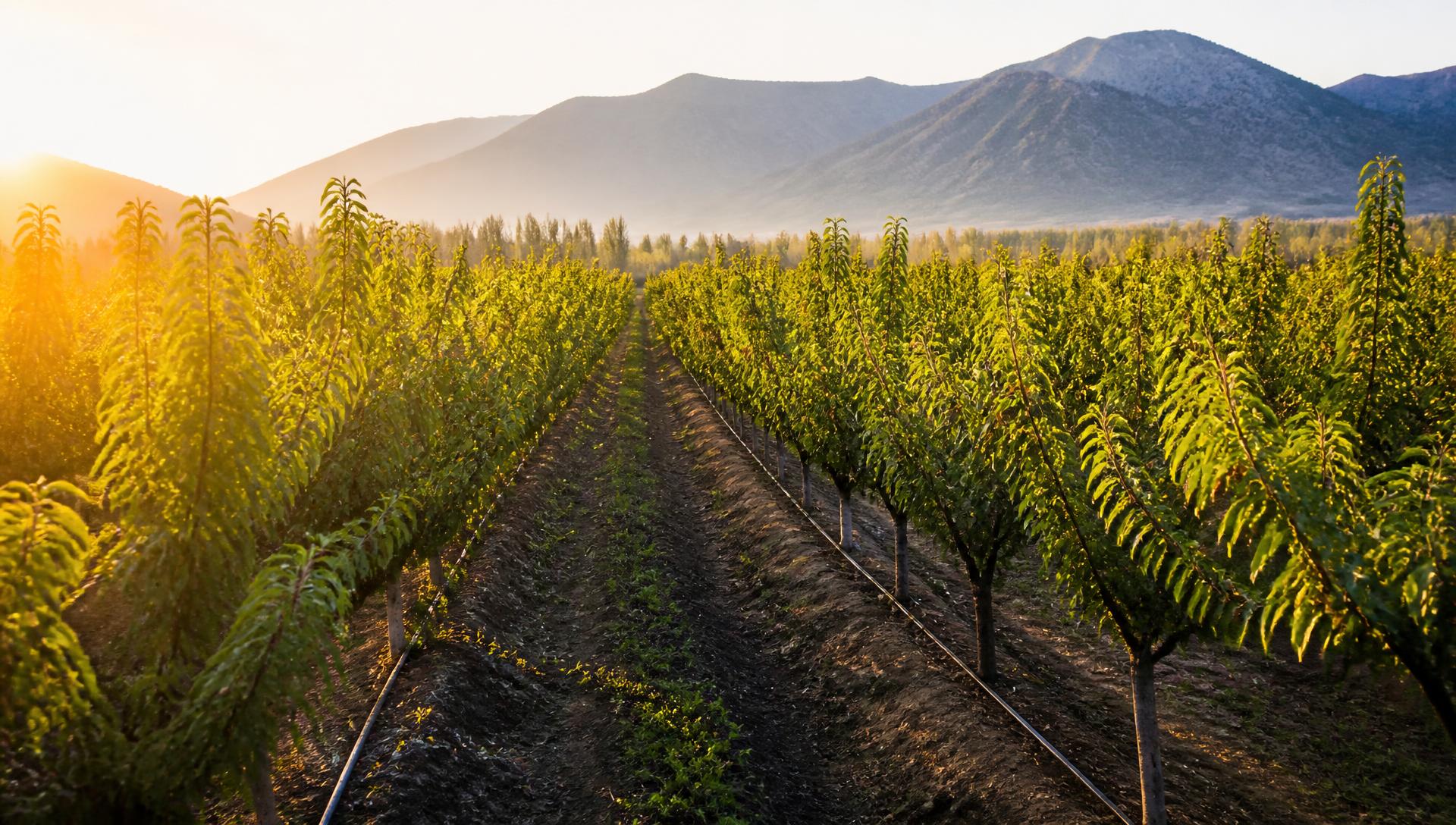 Huerto frutal de escala productiva en hileras al atardecer en el valle central de Chile